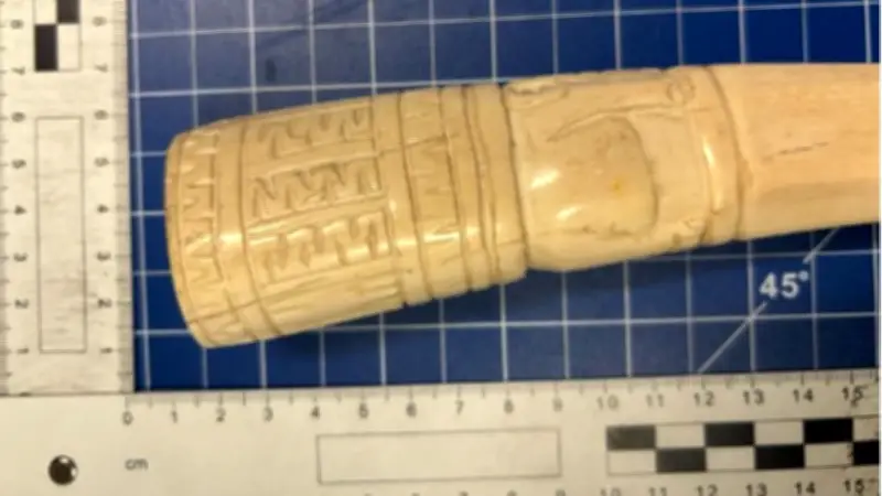 Zoll stoppt illegalen Elfenbein-Schmuggel: Urlauber bringt Stoßzahn aus Nigeria mit