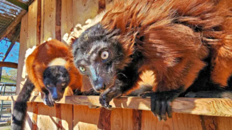 Zoo Aschersleben: Ältestes Roter-Vari-Paar der Welt könnte Guinness-Rekord brechen