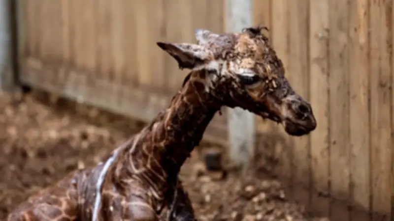 Zoo Kopenhagen feiert Geburt eines Giraffenbabys: Fast zwei Meter groß und noch wackelig