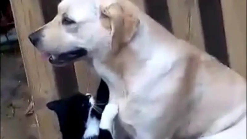 Zärtliche Tierfreundschaft: Diese Katze verehrt ihren Hundekumpanen