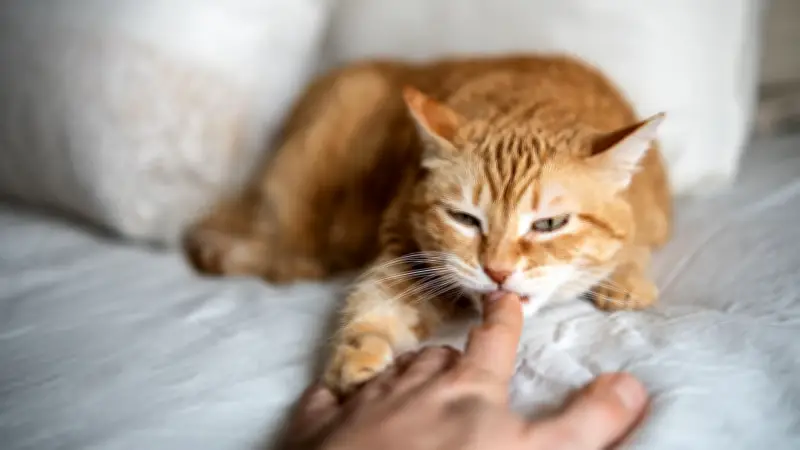 Zärtliches Knabbern: Die faszinierende Bedeutung hinter dem Liebesbiss von Katzen