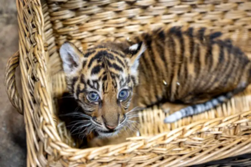 Zwei Monate altes Sumatra-Tiger-Baby im Berliner Tierpark gedeiht prächtig