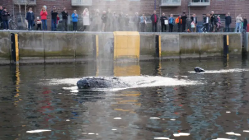 Zwei Wochen nach Sichtung: Experten bewerten Zustand des verirrten Wals in der Ostsee