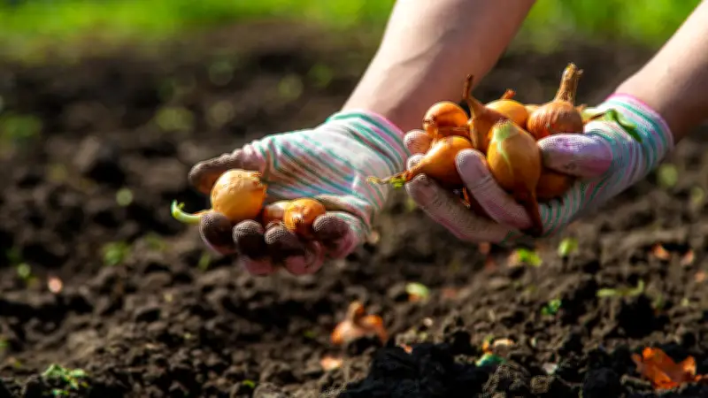Zwiebelanbau mit Samen: Mehr Sortenvielfalt und bessere Lagerfähigkeit
