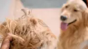 Alopezie beim Hund: So erkennen Sie krankhaften Haarverlust