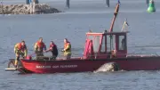 Außergewöhnliche Rettungsaktion: Verirrter Wal nach Stunden aus Wismarer Hafen befreit