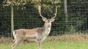 Autobahn-Hirsch Rehné löst monatlich hunderte Notrufe aus – Polizei bittet um Besonnenheit