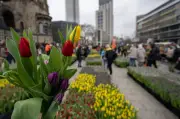 Berliner Tulpentag: 50.000 Tulpen zum Selbstpflücken auf dem Breitscheidplatz