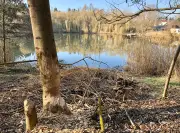 Biber in Osterfeld: Nager nähert sich Wohngebieten - Suche nach Lösungen