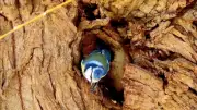 Blaumeise kämpft sich durch engen Höhleneingang am Weitiner Dorfteich