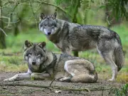 Brandenburg erleichtert Wolfsabschuss: Wolf wird ins Landesjagdrecht aufgenommen