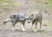 Brandenburgs Wolfsdebatte: Jagdrecht-Änderung spaltet Naturschützer und Jäger