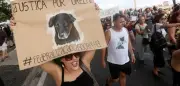 Brasilien vereint im Mitleid: Straßenhund Orelha wird zur nationalen Symbolfigur