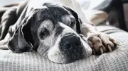 Britische Studie definiert: Ab wann Hunde wirklich als Senioren gelten