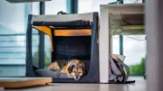 Bürohunde: Regeln und Herausforderungen für Vierbeiner am Arbeitsplatz