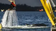 Buckelwal befreit sich nach Rettungsaktion von Ostsee-Sandbank