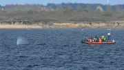 Buckelwal nach zweiter Strandung wieder frei in der Ostsee vor Wismar gesichtet