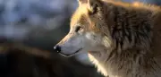 Bundestag erlaubt legale Wolfsjagd: Kontroverse Entscheidung und Expertenmeinungen