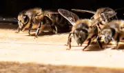 Bundestagsbienen überstehen kalten Winter erfolgreich: Acht Völker auf Parlamentsdach