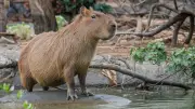Capybara-Hype: Warum Wasserschweine keine Haustiere für deutsche Gärten sind