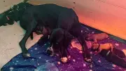 Deutsche Dogge Lexi überrascht mit Rekordwurf von 19 Welpen in Sanitz