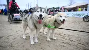 Dieter Hallervorden mit 90 Jahren beim Schlittenhunderennen auf Usedom dabei