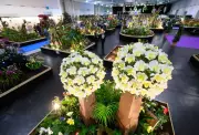 Dresdner Messe präsentiert weltgrößte Orchideenschau mit Züchtern aus fünf Kontinenten