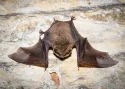 Einzigartiges Winterquartier: Hunderte Fledermäuse schlummern in alter Brauerei