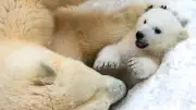 Eisbär-Baby im Nowosibirsker Zoo: Monatelang geheim gehaltenes Jungtier erobert Herzen