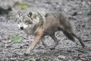 Erstmals Wolf in Hamburg überfahren: Umweltbehörde bestätigt tragischen Verkehrsunfall