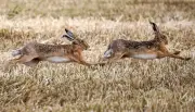 Feldhasen in Sachsen-Anhalt: Seltene Langohren kehren langsam zurück