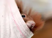 Feuerwehr-Höhenrettung befreit Eichhörnchen aus 14 Metern Höhe in Braunschweig