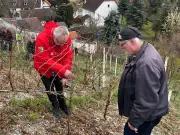 Freiwillige Helfer unterstützen Rebschnitt im Saalekreis: Winzer gibt Einblicke