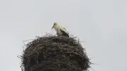 Frühlingsbote kehrt zurück: Eggesiner Storch ist wieder auf seinem Horst
