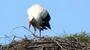 Frühlingsbote kehrt zurück: Erster Storch 2026 in Mestlin eingetroffen