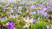 Frühlingskrokusse: Farbenfrohe Boten mit giftigem Potenzial für Kinder und Haustiere