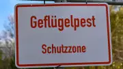 Geflügelpest in Prignitz beendet: Allgemeinverfügung offiziell aufgehoben