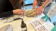 Gesteinssprechstunde im Müritzeum: Experten bestimmen Funde und erklären Entstehung