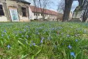 Goethepark Zeitz: Blausterne blühen, aber Zugang für Senioren bleibt Problem