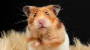 Hamsterkauf mit Verantwortung: Seriöse Quellen statt Zoohandlungen