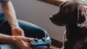Hund programmiert Videospiel mit KI: Kuriose Experimente zeigen Potenzial von Vibe-Coding