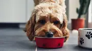 Hundenapf als Keimschleuder: So oft müssen Sie Futter- und Wassernäpfe reinigen