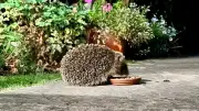 Igel nach Winterschlaf: Experten warnen vor falscher Fütterung