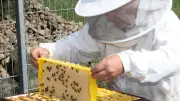 Imkerverein Templin sucht neue Mitglieder: Bienenhaltung als wichtiges Hobby für die Artenvielfalt