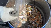 Kampf gegen die Kippenflut: Ascherslebens Müllproblem mit Zigarettenresten