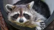 Kanadische Studie enthüllt: Waschbären sind strategische Mülltonnen-Knacker