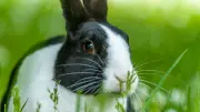 Kaninchen-Lebenserwartung: Wie alt werden die beliebten Kleintiere wirklich?