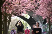 Kirschblüten in Berlin: Experte verrät beste Orte und Tipps für die Saison