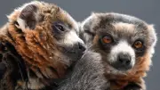 Kölner Zoo setzt auf neue Mongozmaki-Männchen für Arterhaltung