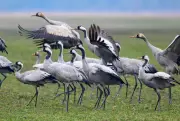 Kranichpopulation in Sachsen-Anhalt wächst trotz Herausforderungen durch Trockenheit und Geflügelpest